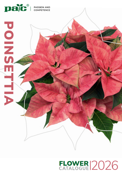 PAC Poinsettia 2026