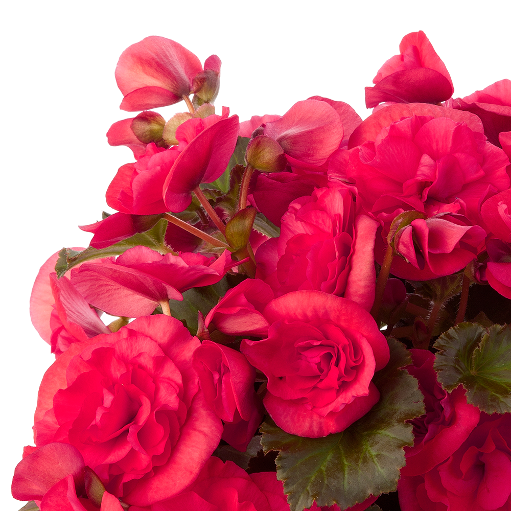 Бегония Элатиор Solenia Dark Pink