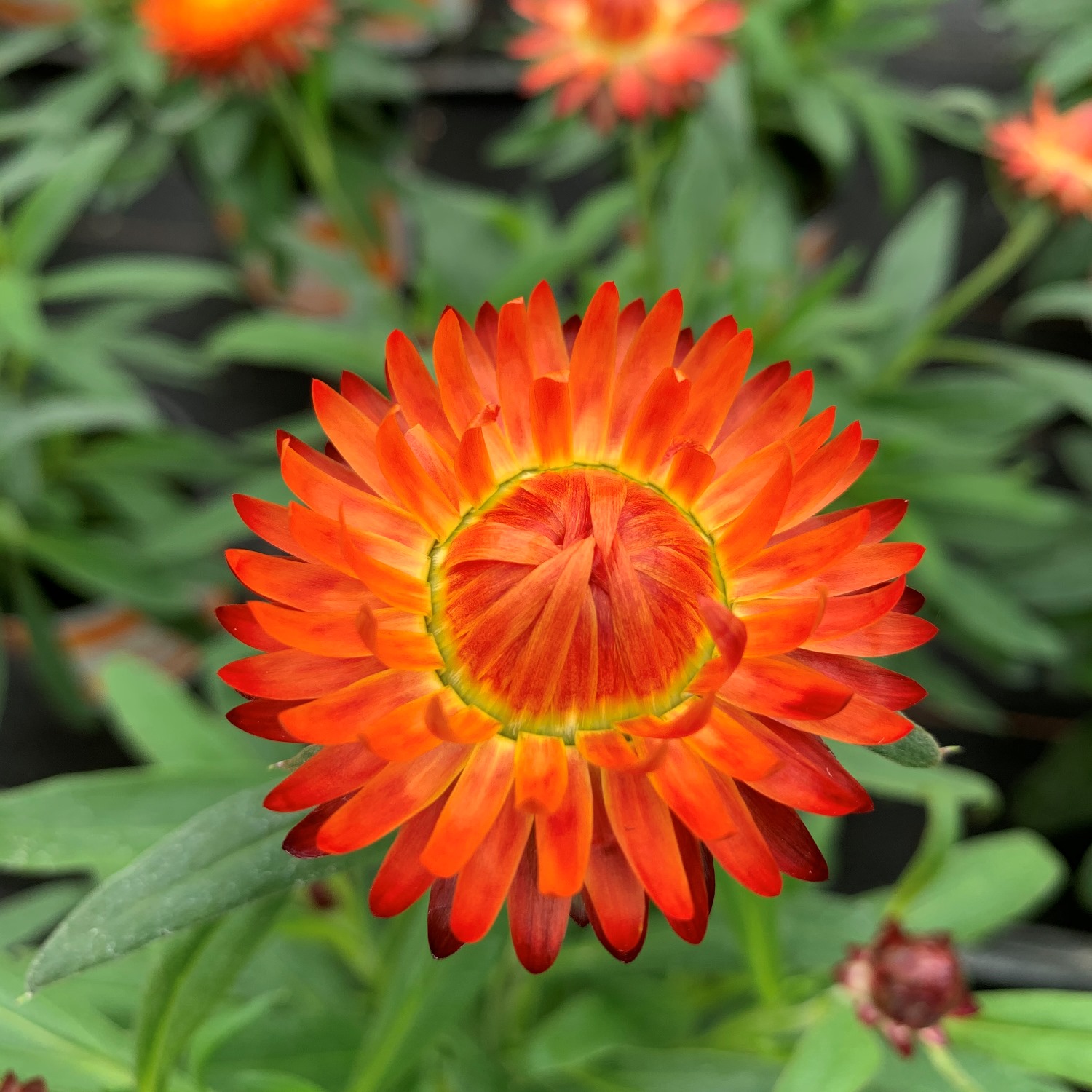 Брактеанта посадка и уход в открытом грунте. Брактеанта. Гелихризум прицветниковый. Брактеанта dreamtime jumbo purewhite. Брактеанта dreamtime jumbo.