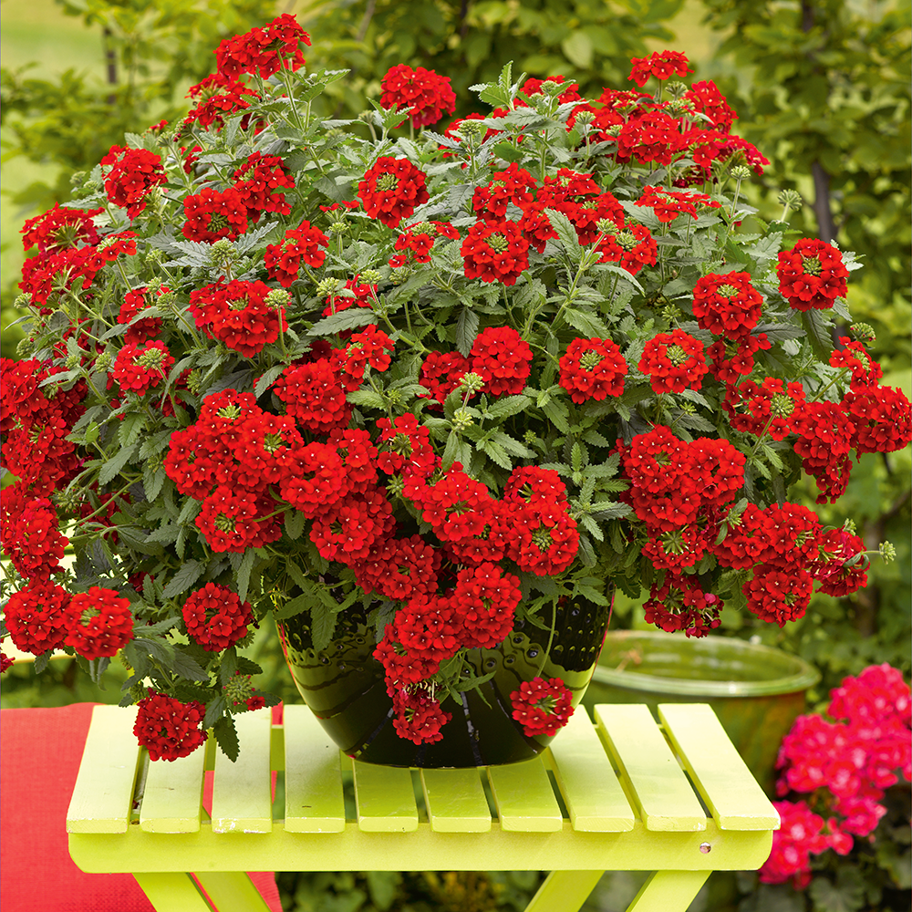 Вербена Ампельная Купить Семена В Москве