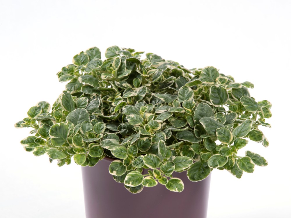 Produktansicht - Elsner PAC - deutsch