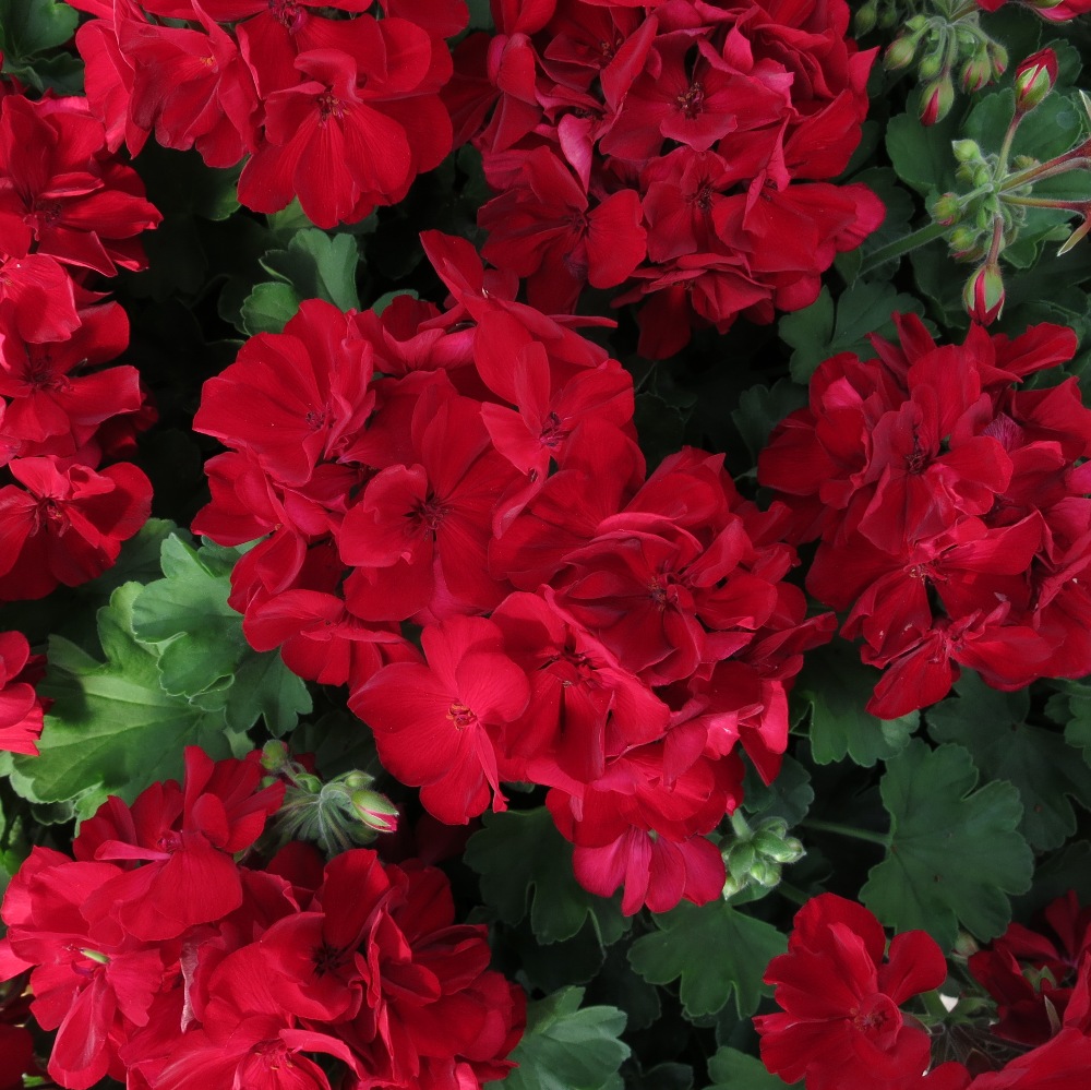 evergreen jasmine plant Star Jasmine - 1 Gallon / 4-Pack main image 1
