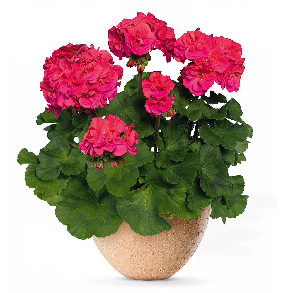 Product view - Elsner PAC - englisch